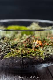 Create An Indoor Moss Garden Natural