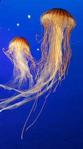 14 lukisan pemandangan dasar laut. Hewan Akuarium Biru Warna Invertebrata Ubur Ubur Laut Kehidupan Laut Piqsels