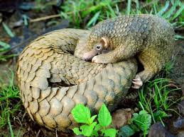 Pangolin (baby) toy figure moveable fidget replica free shipping, toys, statue, animal, educational, help save the pangolins (made in usa) reflectionsonearth. Pangolins In Peril Get A Hand From Human Neighbours Research Highlights
