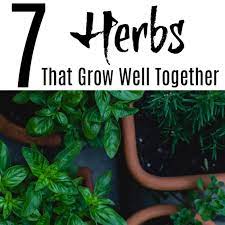 7 herbs that grow well together in pots