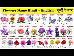 flowers name in hindi and english 100