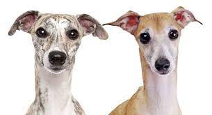 The european dogs were somewhat more heterogeneous than usa dogs (ho = 0.624 vs 0.607). Whippet Vs Italian Greyhound The Difference Between Similar Pups