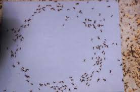 Image result for ant traffic jam