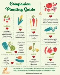 Companion Planting Guide Farmers Almanac