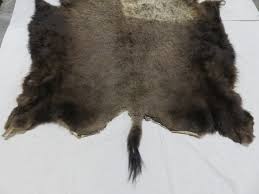 bison buffalo skin hide o