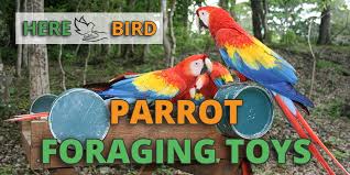 parrot foraging toys for the health