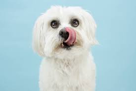 dog keeps licking its lips