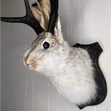 Taxidermy Animal Head Wall Decor Deer