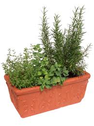 Here S How To Earn Money Growing Herbs