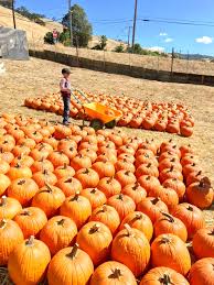 Pumpkin Patch At Clayton Valley Farm 510 Families