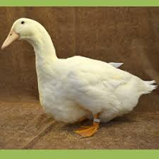 14 Dapper Duck Breeds Mother Earth News