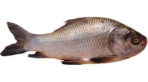 catla fish characteristics uses