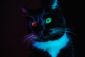 Cat Heterochromia Eyes Colorful