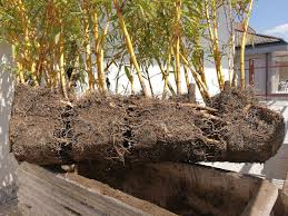 transplanting bamboo how and when to