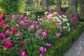 Design A Rose Bed