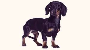 How To Determine A Dachshunds Ideal Body Weight Petcarerx