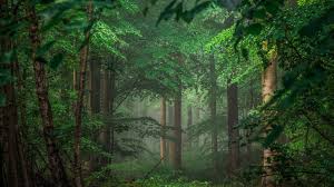 1700 forest wallpapers wallpapers com