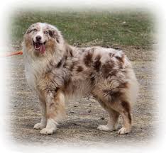 Find your new family member today, and discover the puppyspot difference. Australian Shepherds Of Northern Lights