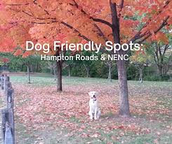 dog friendly spots hton roads and