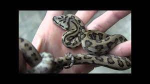 baby coastal jaguar carpet pythons