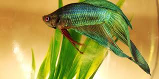 betta fish care how to take care of a