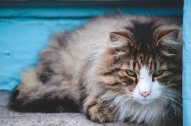 The norwegian forest cat is well suited to any home with people who will love him and comb his gorgeous coat once or twice a week. The Complete Guide To Norwegian Forest Cats Live Long And Pawspurr