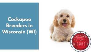 Is 75 % poodle and 25% cocker spaniel. 11 Cockapoo Breeders In Wisconsin Wi Cockapoo Puppies For Sale Animalfate