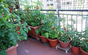 How To Start A Container Garden