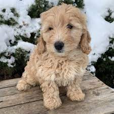 The goldendoodle gained popularity in the 1990's, and breeders soon began developing a smaller goldendoodles by introducing the mini. Arizona Goldendoodle Puppy 620046 Puppyspot