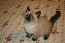 Siamese cats originated in thailand in the 14th century and are descendants of the scared temple cats of siam. Kitten And Cat Classifieds Balinese Cat Balinese Cat Kitten Adoption Popular Cat Breeds