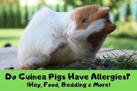 do guinea pigs have allergies hay