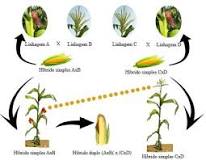 Resultado de imagem para como se produz sementes de milho transgênico