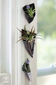 66 Most Amazing Air Plant Display Ideas