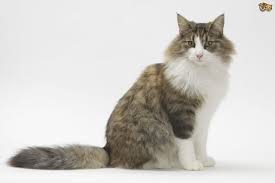The norwegian forest cat is well suited to any home with people who will love him and comb his gorgeous coat once or twice a week. Norwegian Forest Cat Cat Breed Facts Highlights Buying Advice Pets4homes