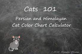 The persian is a regal and revered cat breed that is quite popular, has a distinct appearance, and a sweet, and loyal disposition for its adopted family. Persian Cat Color Calculator Pelaqita Persian Cats And Kittens