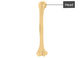 Anatomy related to lateral epicondylitis: Humerus Bone Anterior Markings
