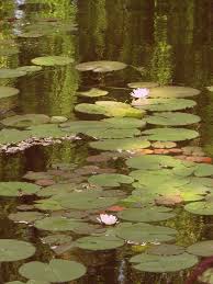 Monet S Garden The Water Lily Pond 1