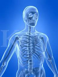 Tulang tengkorak terdiri atas dua bagian, yaitu tengkorak. Anatomi Tubuh Manusia Tulang Pembentuk Rangka Manusia Dan Fungsinya
