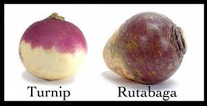 rutabaga vs potato who will win