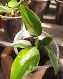Image Result For Philodendron White Princess Half Moon