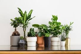 20 Best Indoor Plants For Small Spaces