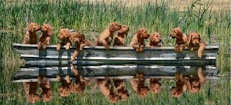 Golden retriever puppies are adorable! Redtail Golden Retriever Puppies Redtail Golden Retrievers