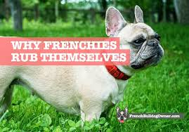 why do french bulldogs rub themselves
