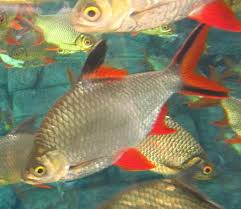Lempam, lampam, lampam jawa (malaysia.); Sensasi Tarikan Ikan Lampam Tengadak Site Title