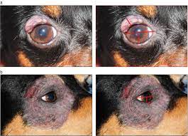 blepharitis in dogs a clinical