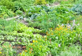 Planting Marigolds In Your Vegetable Garden