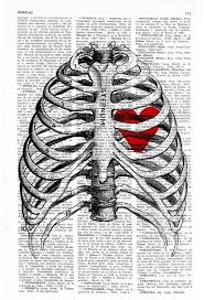 Structure of a typical rib: Doctor Gift Heart Trapped In A Rib Cage Anatomy Art Ska019 Anatomy Art Art Art Inspiration