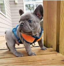 Find a french bulldog on gumtree, the #1 site for dogs & puppies for sale classifieds ads in the uk. French Bulldog Puppies For You Home Facebook