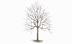 Welche fehler sollte man beim. Obstbaumschnitt Grundlagen Tipps Und Tricks Mein Schoner Garten