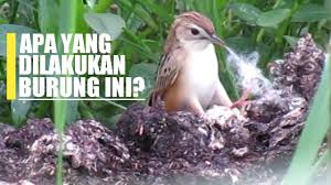 Suara burung cici padi gacor untuk masteran. Mikat Cici Padi Merah Salome Di Sawah Seruuu By Dedi Channel